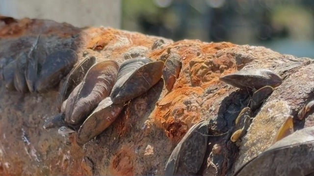 5p-pkg-p-golden-mussel-kmaxeyo3.jpg 