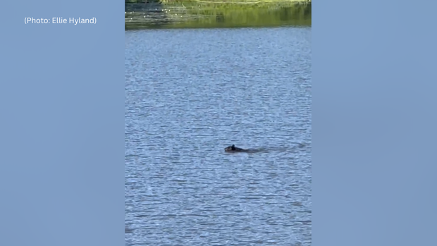 kdka-north-park-bear.png