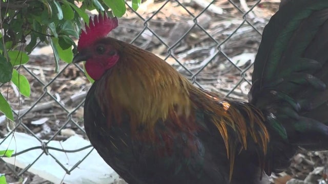yuba-chicken-west-nile-testing.jpg 