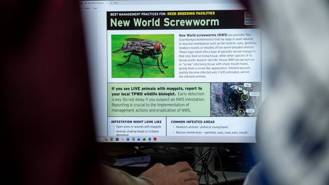Governor Greg Abbott Holds A Press Conference On New World Screwworm In Texas 