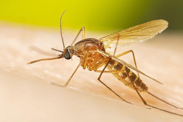 Female Culex Mosquito On Skin