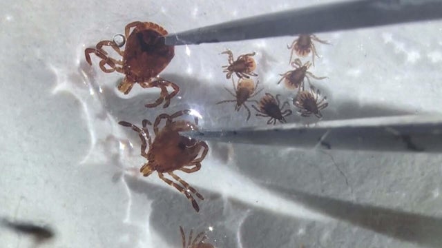 Ticks 
