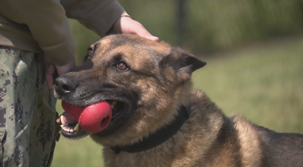 germans-shepherd.png 