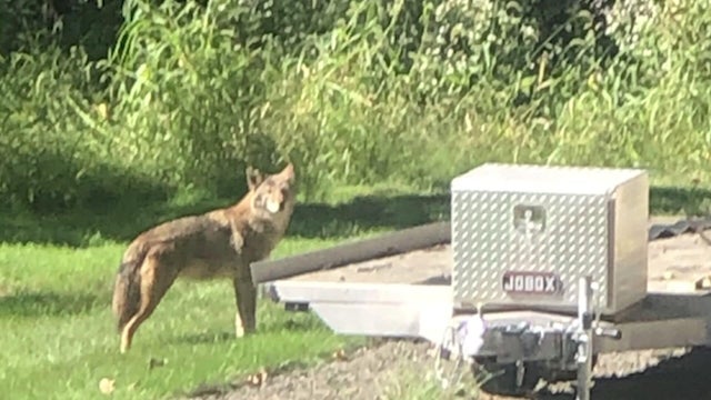 nw8-coyote-warning-wcbsi5zf-hi-res-still-00-00-1506.jpg 