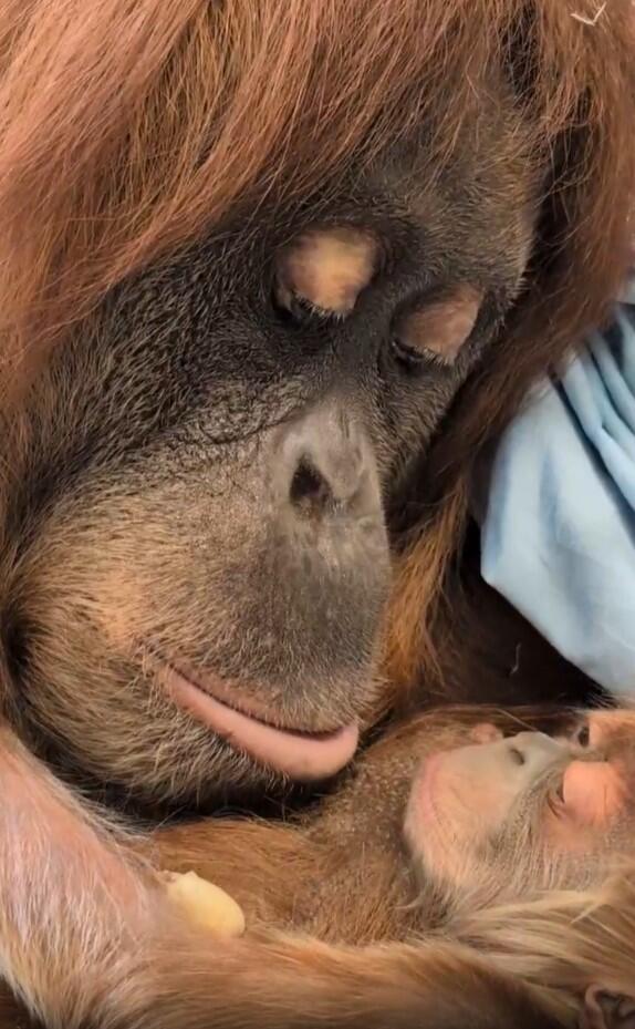 denver-zoo-orangutan-baby.jpg