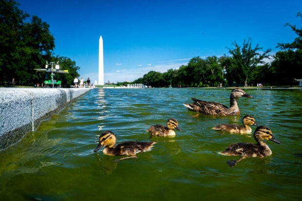 Rips appear in Reflecting Pool's new sealant after algae turn water green