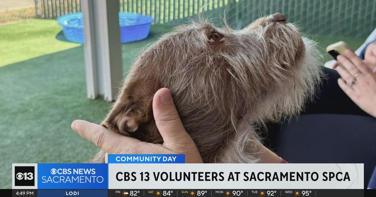 CBS13 spends the day volunteering at Sacramento SPCA