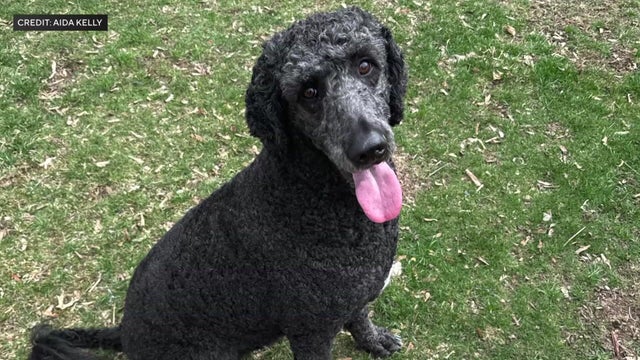 Poodle 