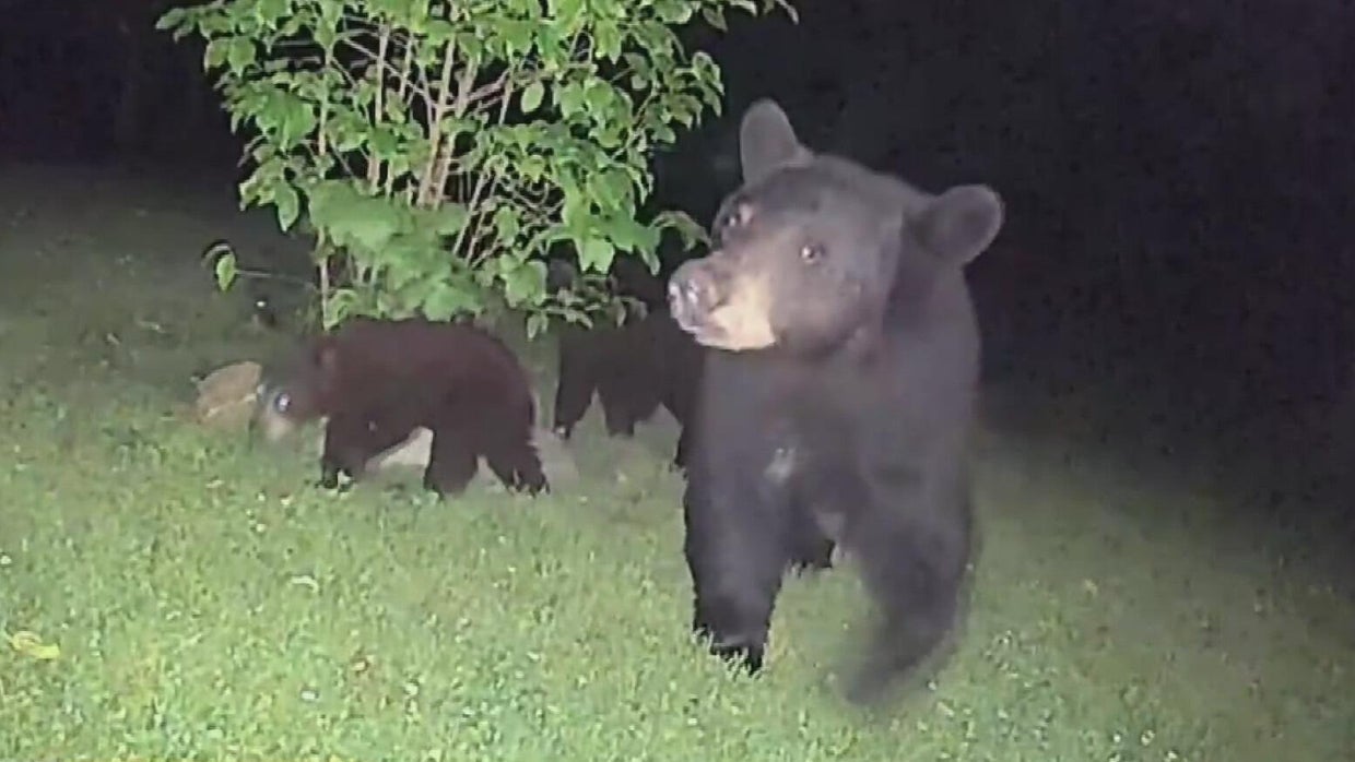 Mama bear and 4 cubs caught on camera in Lawrence County family's yard ...