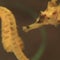 Seahorses and seadragons, some of Nature's most curious creatures