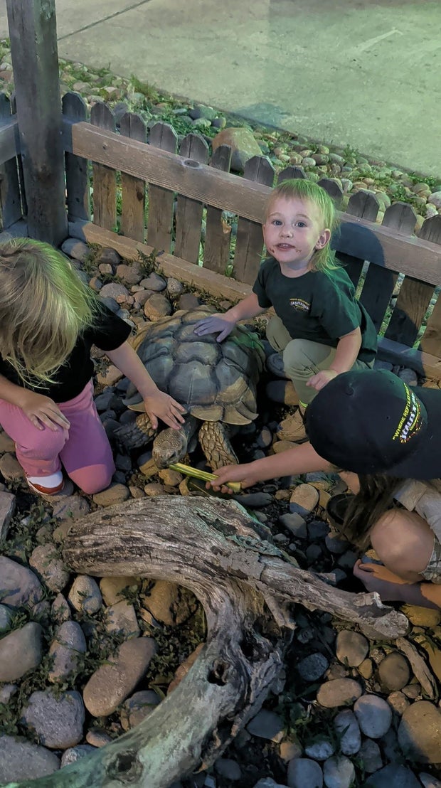 tortoise-theft-7-howard-the-tortoise-from-scales-n-tails-colo-sprgs-on-fb.jpg 