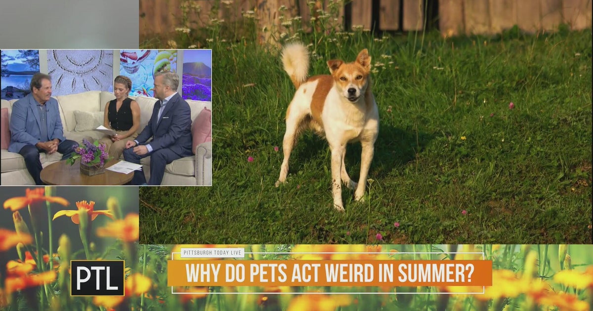Summer hot topics for pets with Dr. Mike Hutchinson