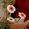 Americans taking up the art of Ikebana, Japanese flower arrangement