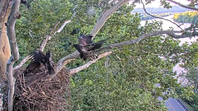 kdka-uss-eaglets-fledge.png 
