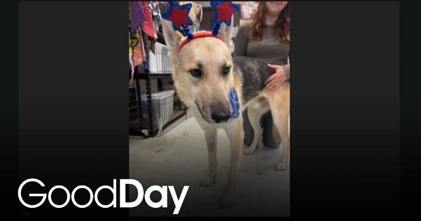 This adorable dog is looking for his forever home!