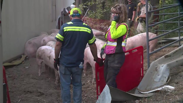sh-animal-truck-rollover-7am-liveshot-jun23.jpg