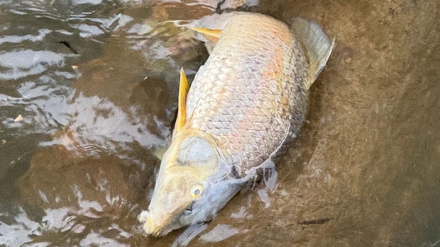 chattahoochee-fish-kill.jpg 