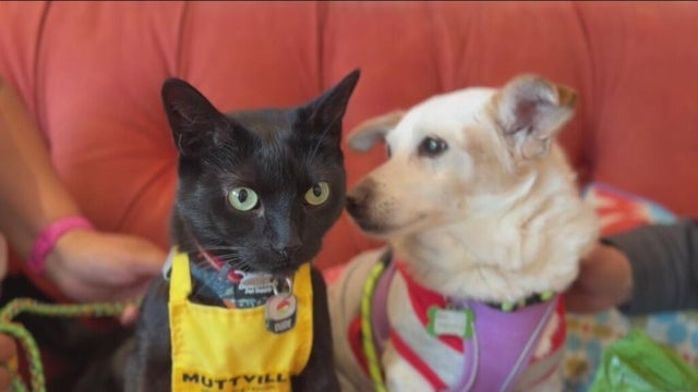 A cat is helping find out if dogs at a shelter are capable of living with other cats 