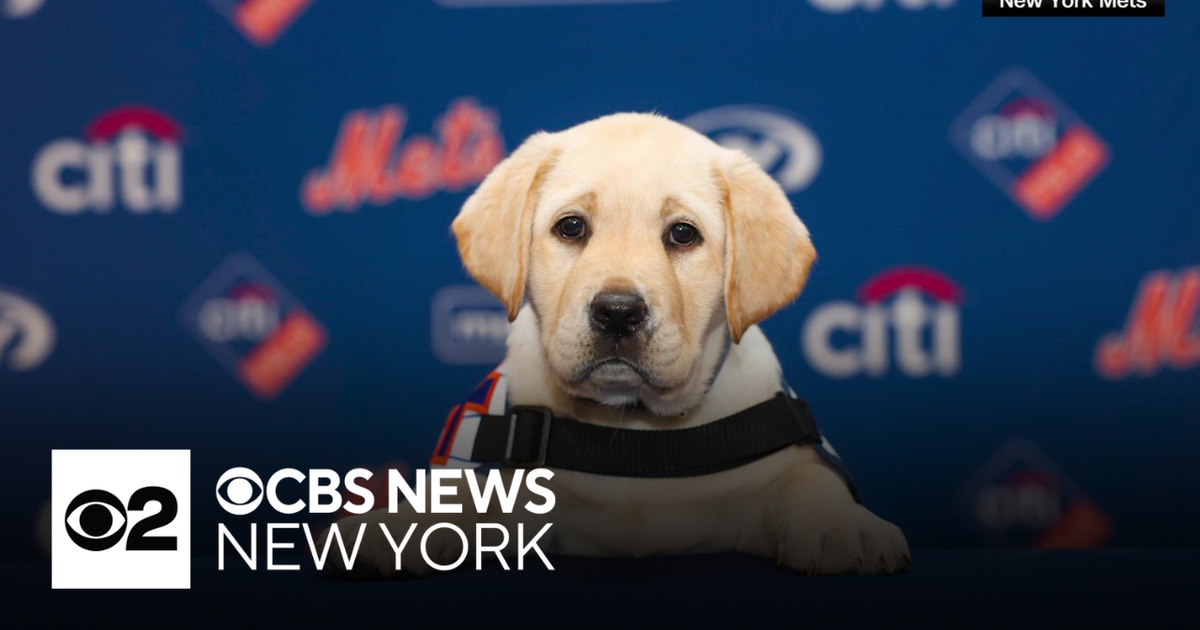 Mets raising yellow lab puppy to become service dog - CBS New York