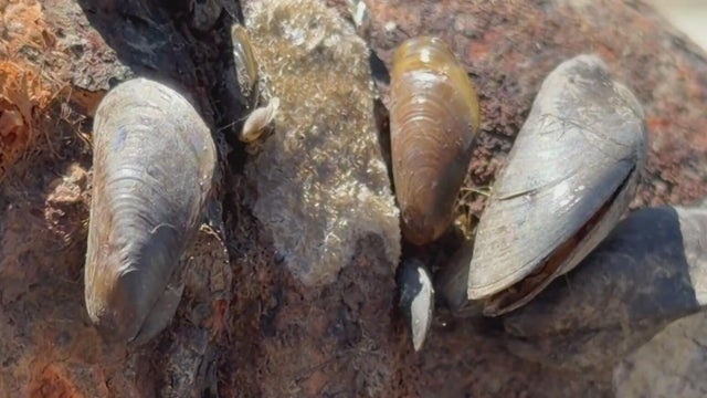 golden-mussel.jpg 