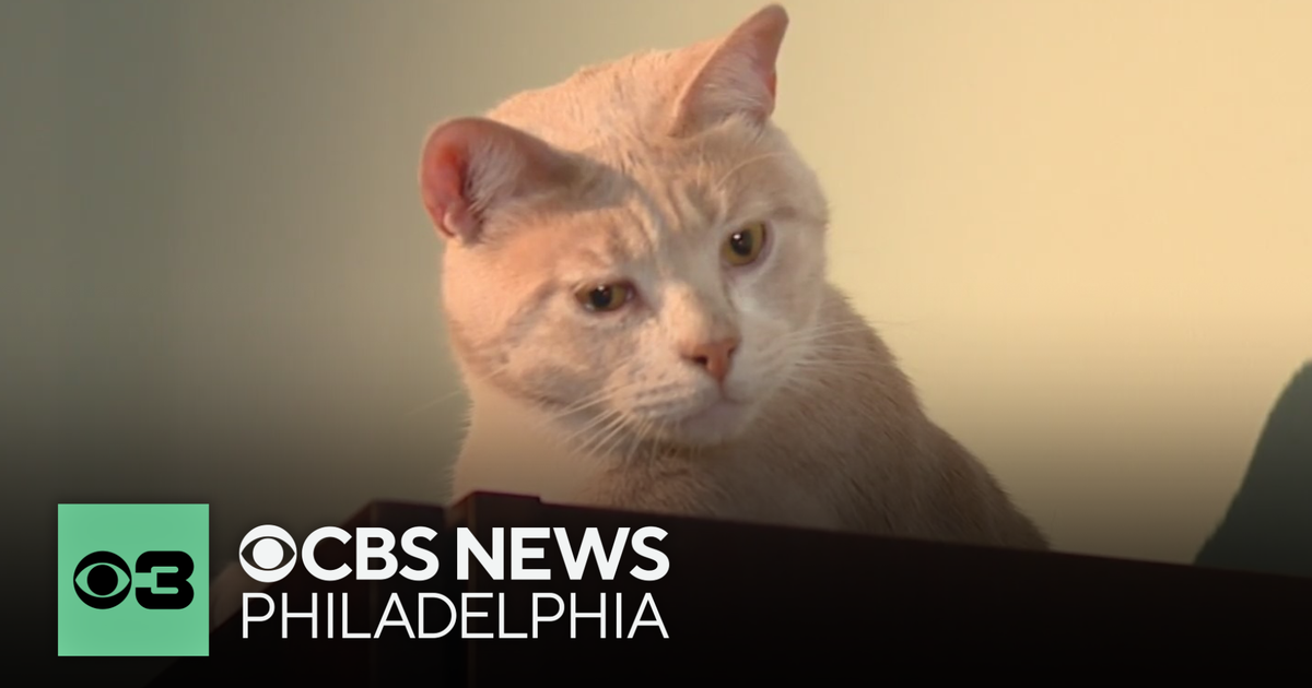 How, and why, cats treat men and women differently