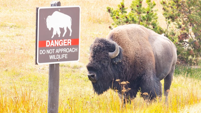 bison-yellowstone.jpg 
