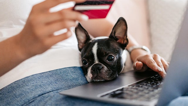 Young Woman With Her Boston Terrier Dog Shopping Online At Home Using A Laptop 
