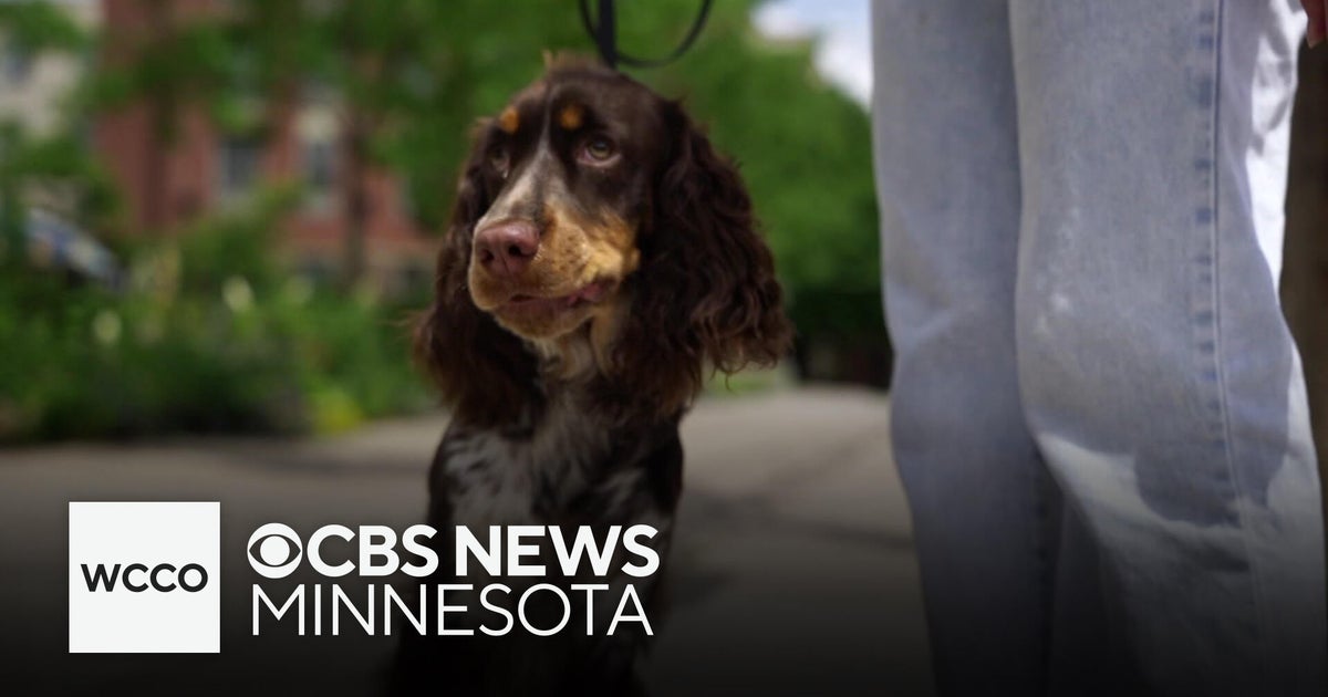 Veterinarian shares tips about keeping pets safe during hot weather