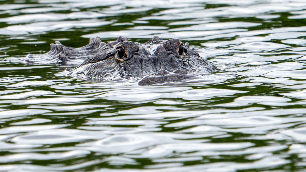 Woman killed by alligator while swimming in Florida river as wildlife ...