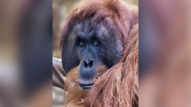 sac-zoo-orangutan-death.jpg 