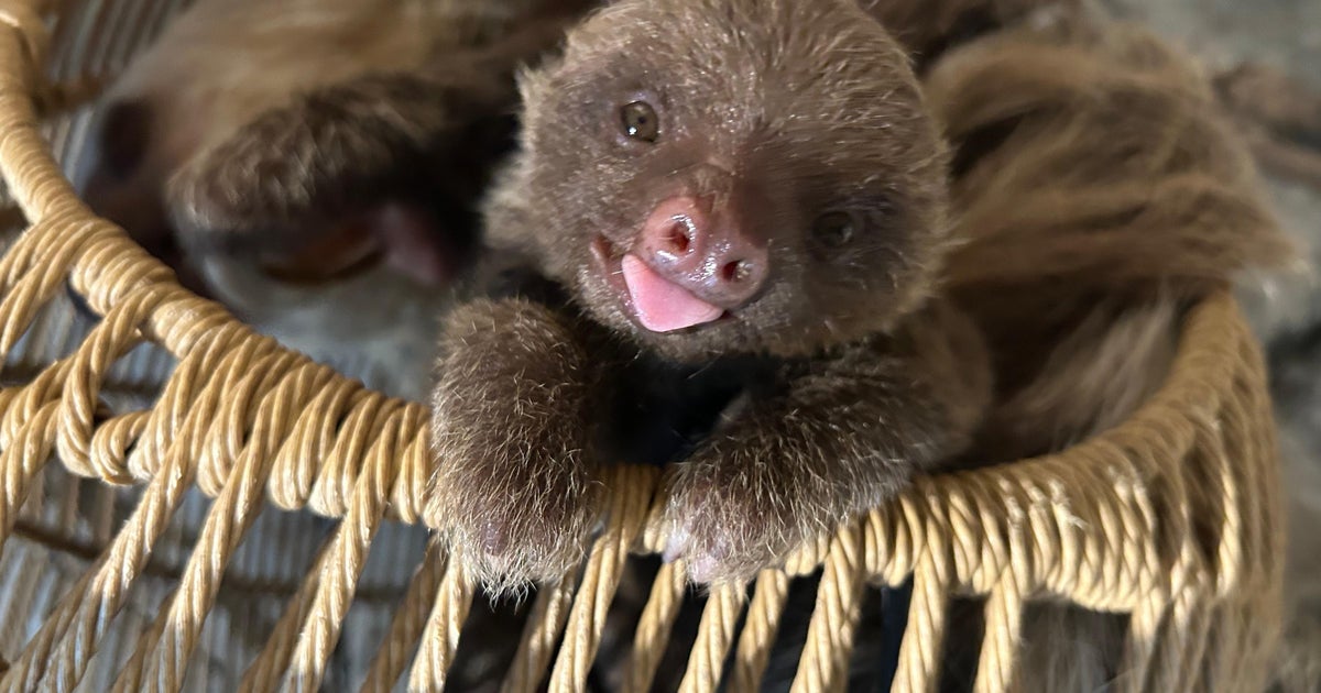 Como Zoo picks name Cusi for 