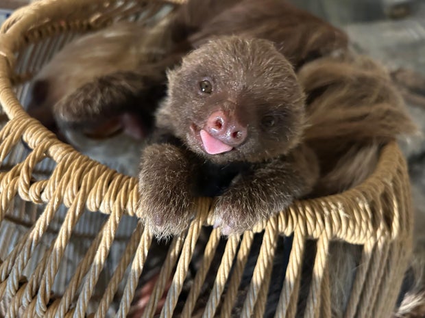 sloth-tongue-out.jpg