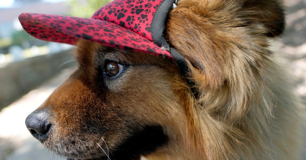 Extreme heat can be deadly for pets. Baltimore County Animal Services explains w...