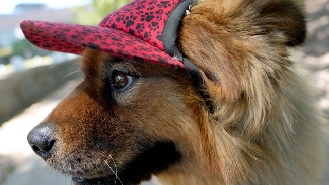 Pets Beat The Heat 