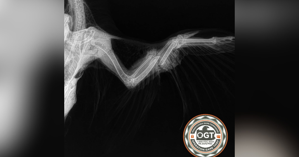 Peregrine falcon found shot in Luzerne County, prompting investigation ...