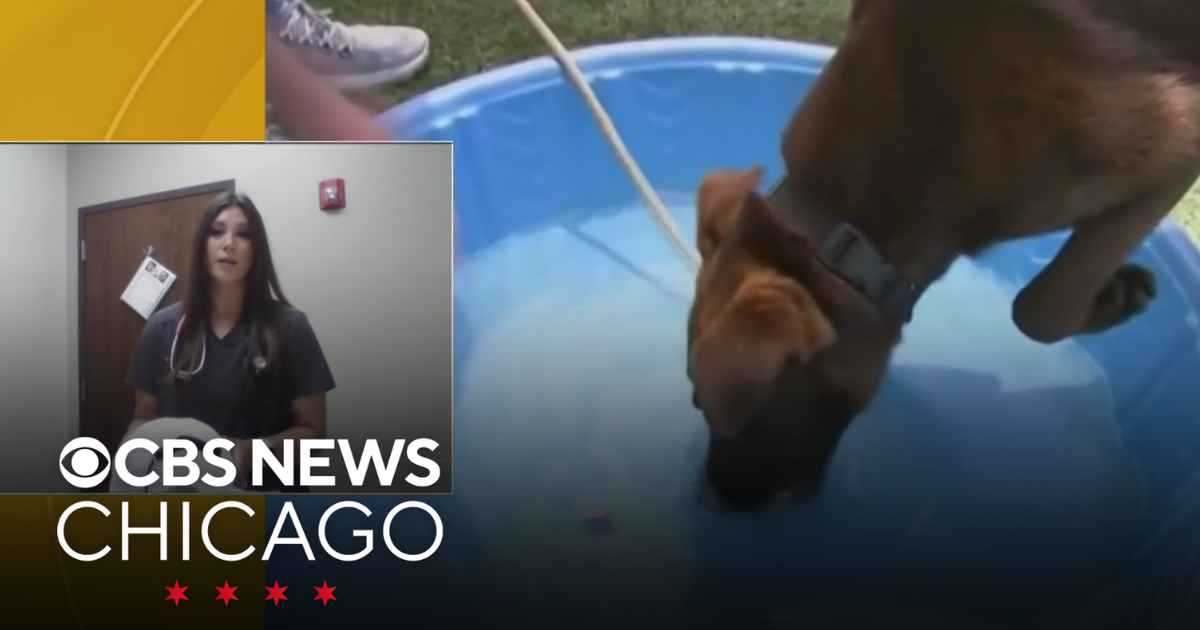 Keeping your pets safe from the heat