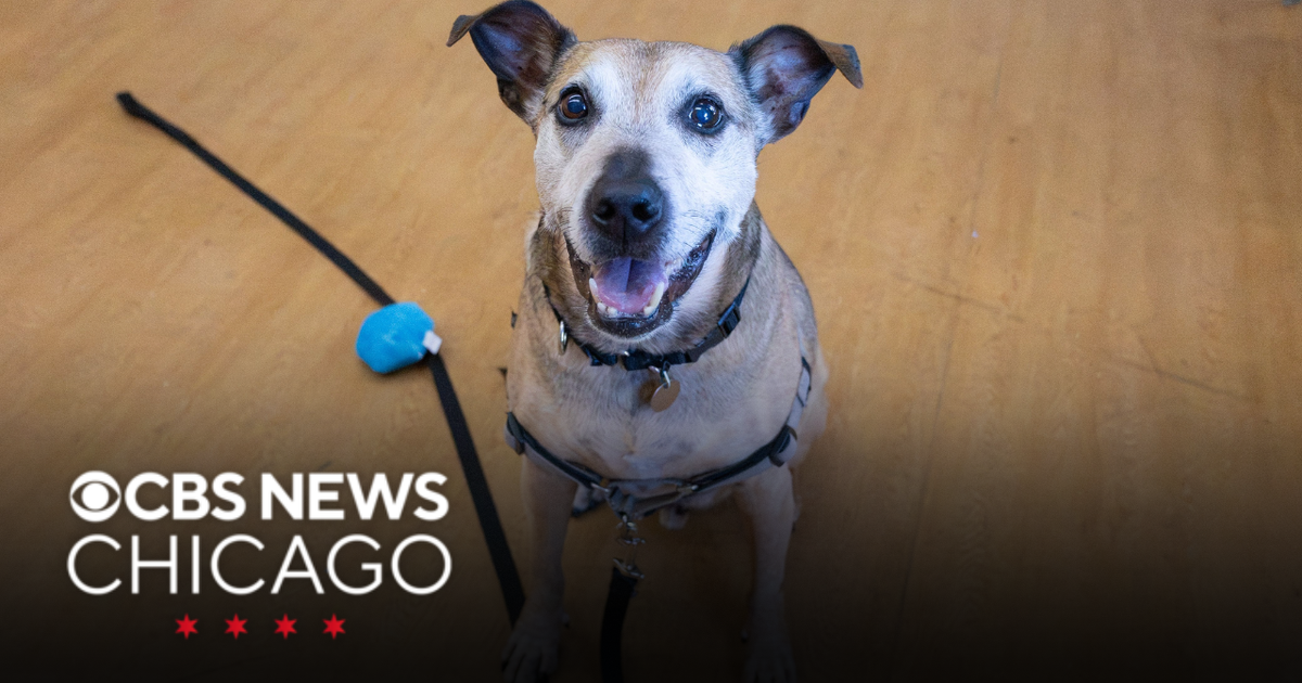 Meet Rocky! PAWS Chicago's Pet of the Week