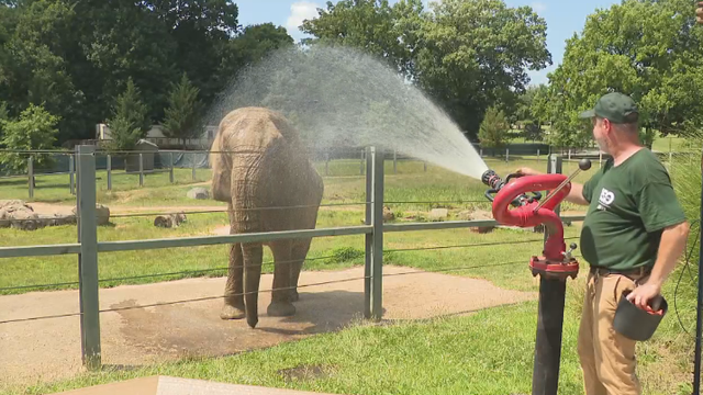 elephantsd.png 