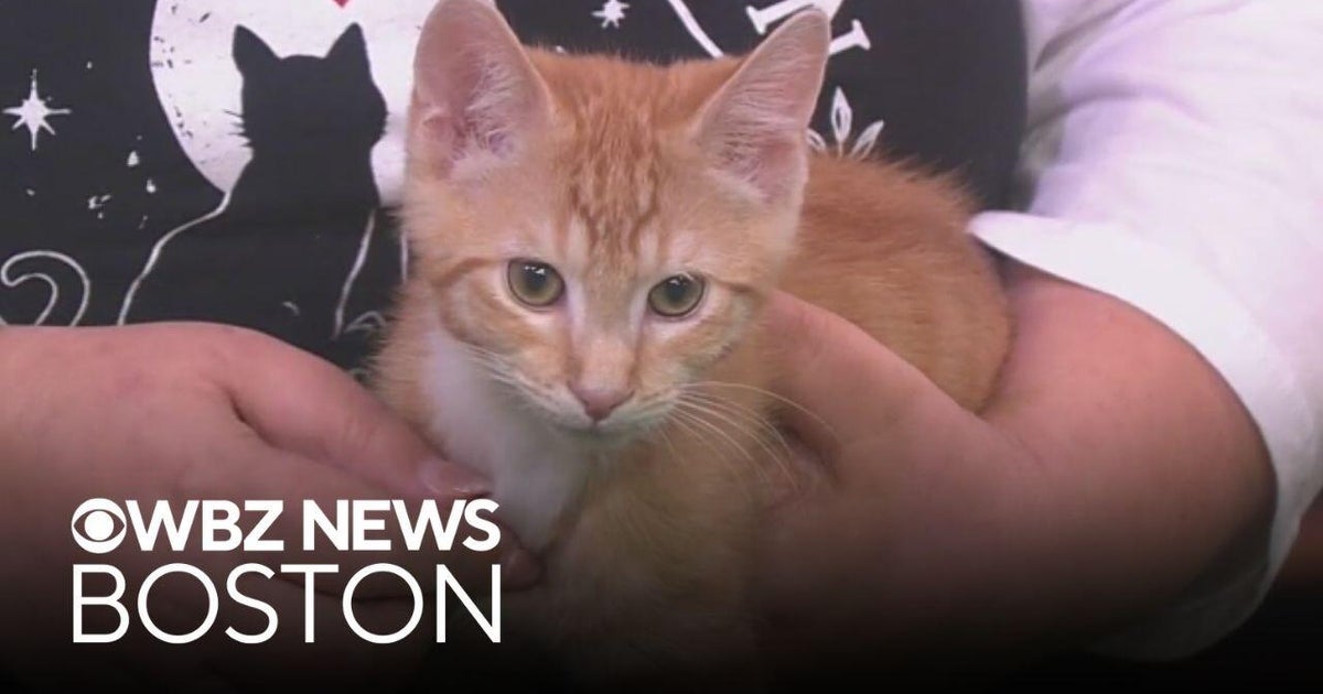 Adorable kittens up for adoption together from Massachusetts shelter ...