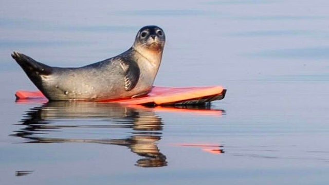 maine-seal-pup.jpg 
