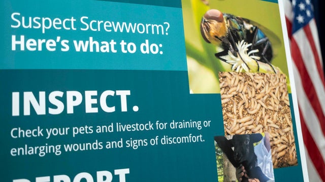 cbsn-fusion-flesh-eating-screwworm-fly-texas-threatens-livestock-thumbnail.jpg 