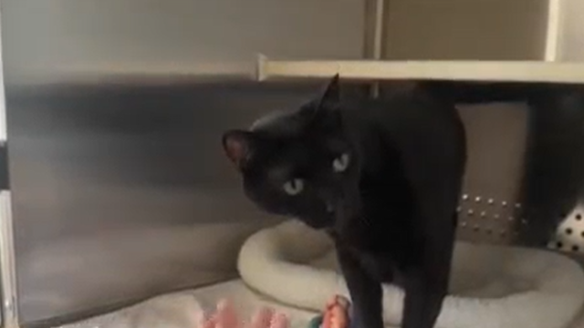black-cat.png 