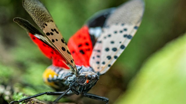 Close-up of a Spotted Lanternfly (Lycorma delicatula) crawling on a Maple tree trunk in Northeast Maryland 