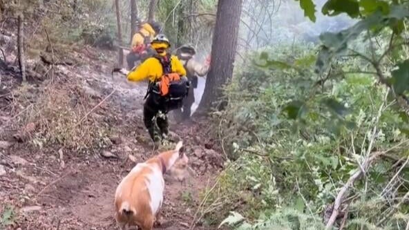 goldie-the-goat-firefighters.jpg 