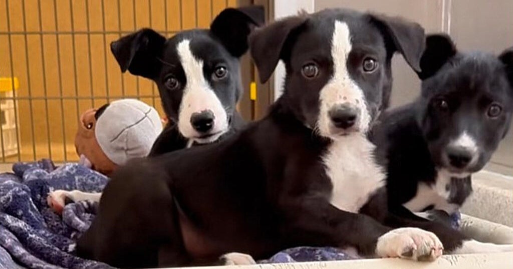16 puppies wandering in Livermore Walmart parking lot rescued; 1 dies after hit ...