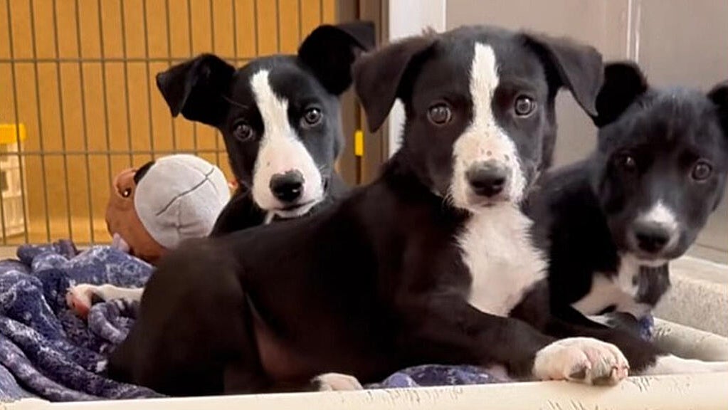 16 puppies wandering in Livermore Walmart parking lot rescued; 1 dies ...