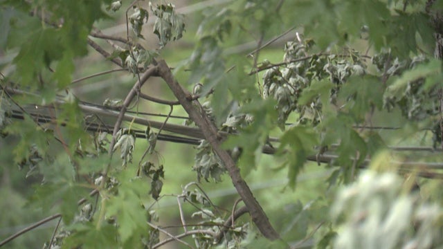 trees.jpg 