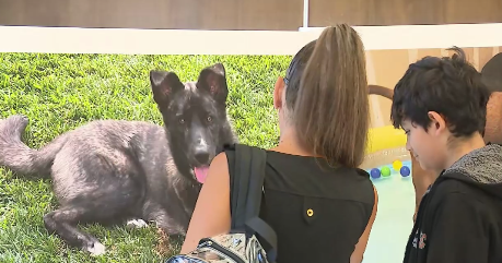 Irvine animal trainer sentenced to nearly 12 years for the deaths of 11 dogs in his care