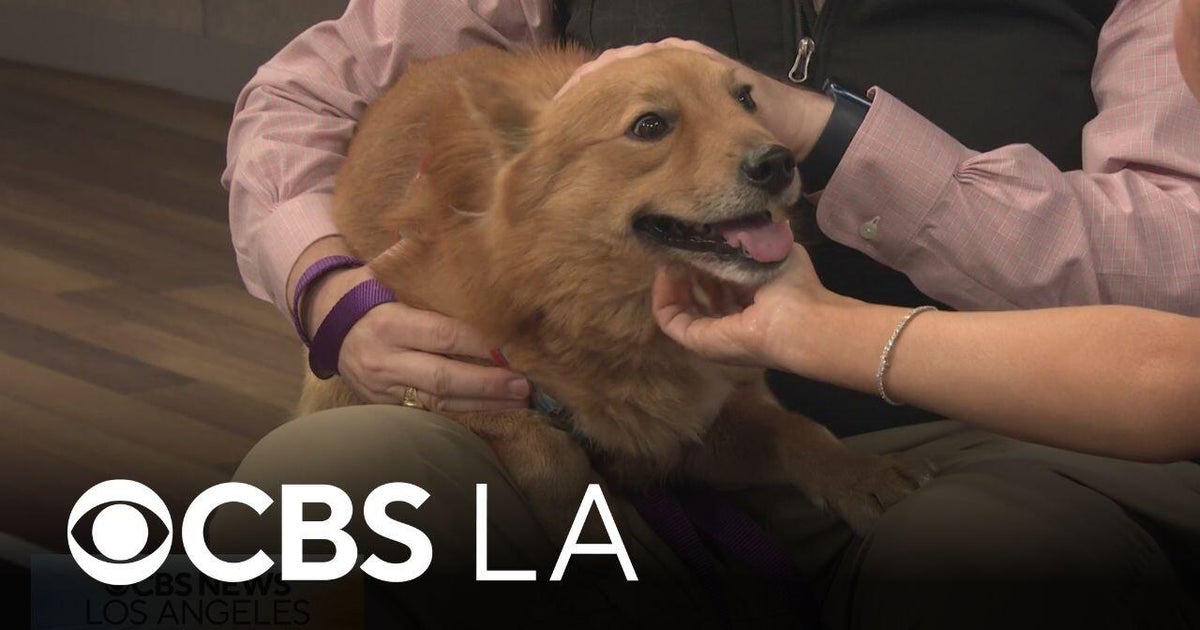 Celebrate America's 250th by adopting a pet with SEAACA