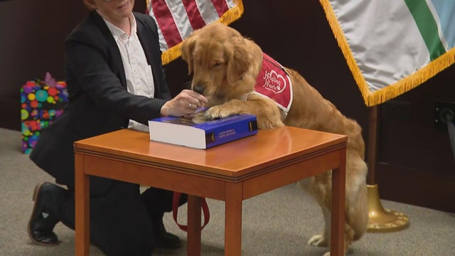 support-dog.jpg 